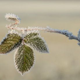 Bevroren Bramenblad van Art Wittingen