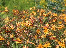 Lilies by Matthias Brix