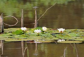 waterlelies