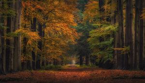 Autumn Fairytale