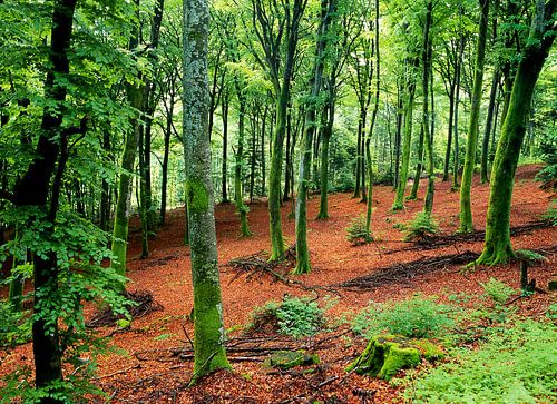 Sources de l'Yonne 16