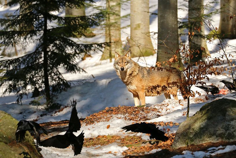 Wolf von Antwan Janssen