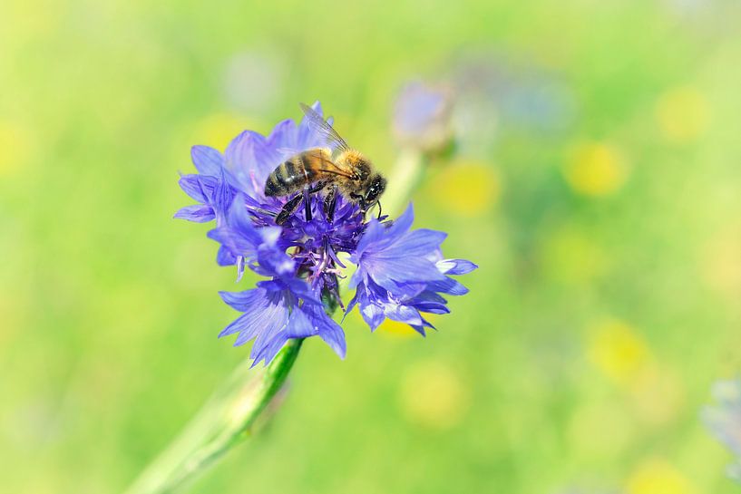 Korenbloem met bij von Jeannette Penris