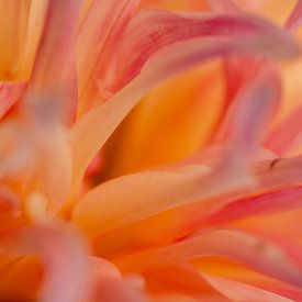 Das stille Erblühen des Sonnenaufgangs von seems.photography