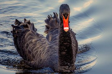 Black Swan van GerART Photography & Designs