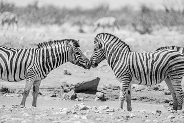 Zèbres d'Afrique dans le parc national d'Etosha en Namibie, Afrique sur Patrick Groß