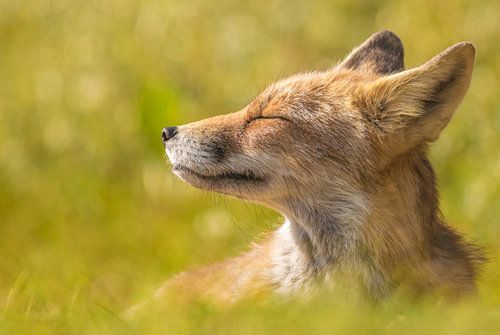 Just relax... by Hermen van Laar