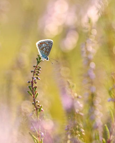 In my dreams by Maria  Van Dijk