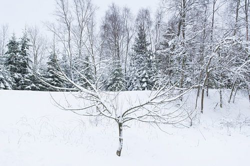 sneeuw