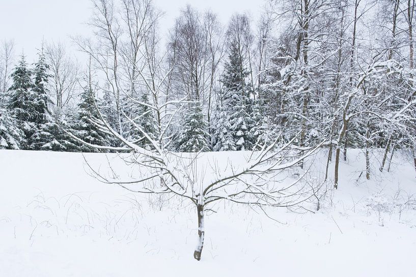 sneeuw by Diana Edwards