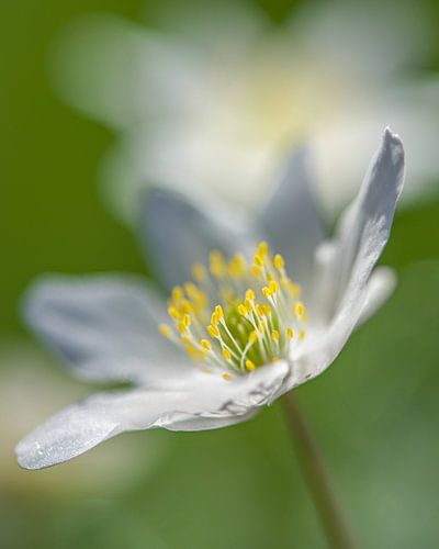 Wood Anemone