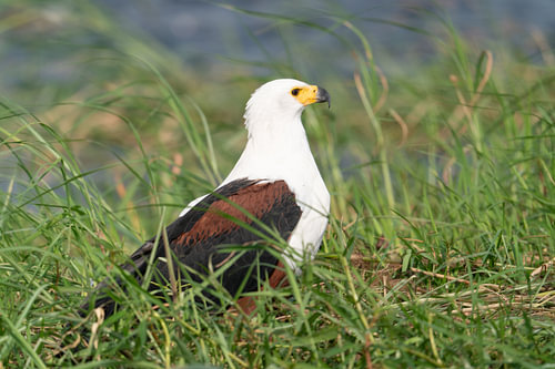 African Fish Eagle Perched in Green Riverbank Grass
