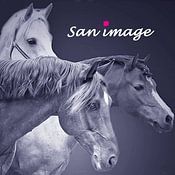 san image Profile picture