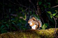 Jeune écureuil rouge dans la lumière du matin