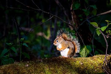 Jonge rode eekhoorn in ochtendlicht van Tim Emmerzaal