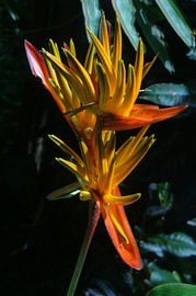 Paradijsvogelbloem van Michael Guse - Hilverkus