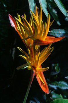 Paradiesvogelblume