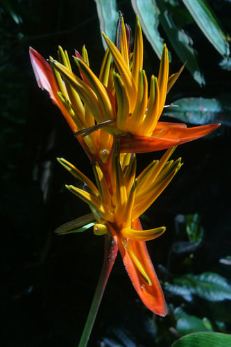 Bird of Paradise flower