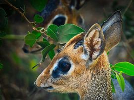 Thick thick pair, a small antelope in Serengeti, Tanzania by Machiel Zwarts
