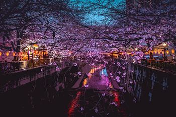 Kirschblüten im nächtlichen Tokio