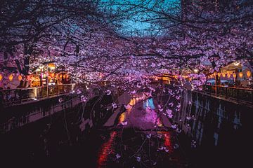 Kersenbloesems in nachtelijke Tokyo van Mickéle Godderis