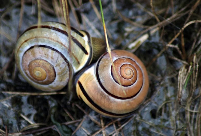 Snail Dance by Erik Baksteen
