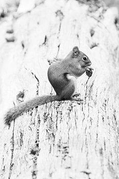 Yellowstone squirrel sur Antine van der Zijden