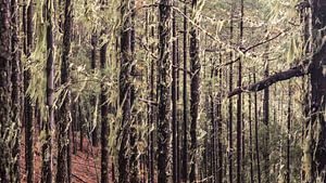 forêt boisée sur t.a.m. postma