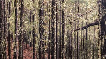 afforested forest
