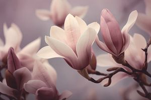 Magnolienblüte