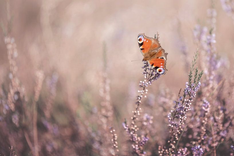Butterfly peacock on the purple heather by Nikki IJsendoorn