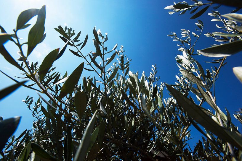 Olive tree by Blond Beeld