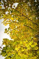 Herbstlaub