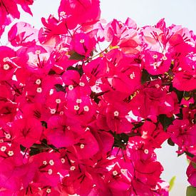Wall of pink bougainvillea by Annette Spaan