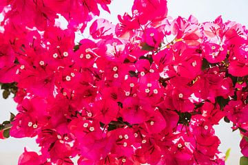 Eine Wand aus rosa Bougainvillea