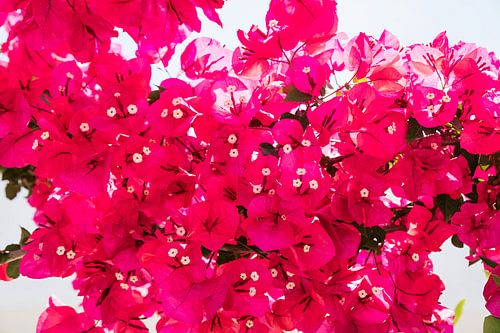 Wall of pink bougainvillea