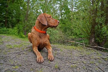 Op het bospad met een bruine Magyar Vizsla draadhaar.