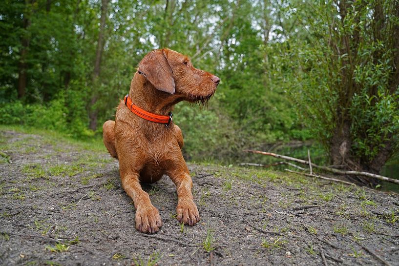 On the forest path with a brown Magyar Vizsla wirehair. by Babetts Bildergalerie