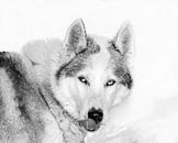 Husky in de sneeuw likt z'n snuit, Finland van Rietje Bulthuis thumbnail