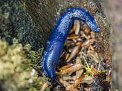 Blauwe naaktslak van Stijn Cleynhens thumbnail
