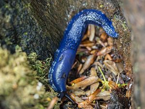Limace bleue