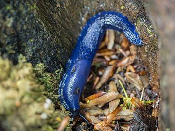 Blauwe naaktslak van Stijn Cleynhens