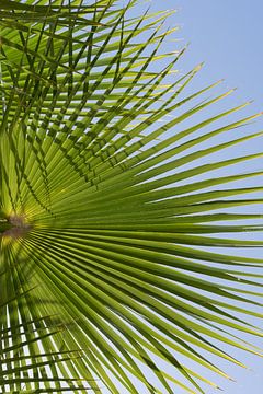 Groen palmblad en blauwe lucht, strandseizoen van Adriana Mueller