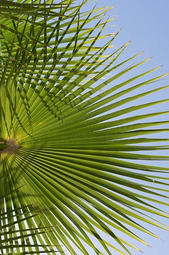 Groen palmblad en blauwe lucht, strandseizoen