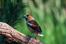 Kernbeißer im Wald am Lemelerberg von Merijn Loch