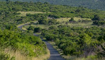 Bush Landscape Natuurreservaat Hluhluwe Nationaal Park Zuid-Afrika van SHDrohnenfly