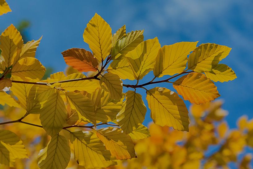 Es in herfsttooi van Peter Bartelings