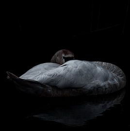 Sleeping beauty by Marjon Boerman