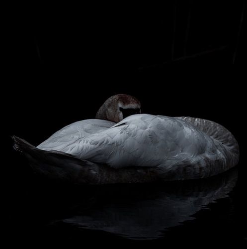 Schlafende Schönheit