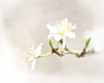 Dry blossom by Bianca Van Steen
